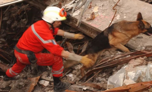 【傳感頭條】今日看點(diǎn)：犬式嗅覺(jué)傳感器探測(cè)地震廢墟下生命