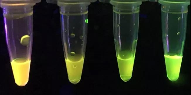 外國化學(xué)家開發(fā)新型紙質(zhì)傳感器，可檢測強(qiáng)效神經(jīng)毒素